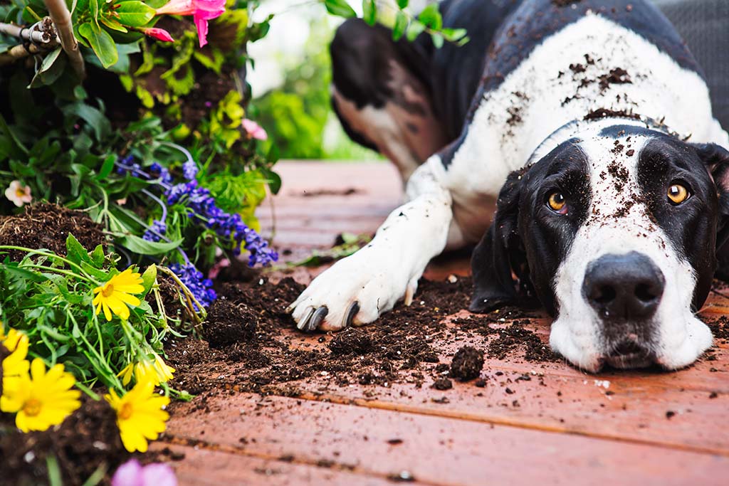 Plant a pet safe garden.